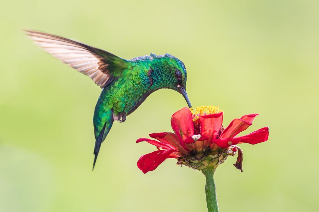 Top Rated - Lake View Arenal Suite - 2025 Traveller Awards Winner Tronadora Екстер'єр фото