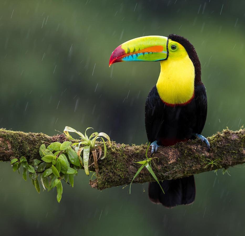 Top Rated - Lake View Arenal Suite - 2025 Traveller Awards Winner Tronadora Екстер'єр фото