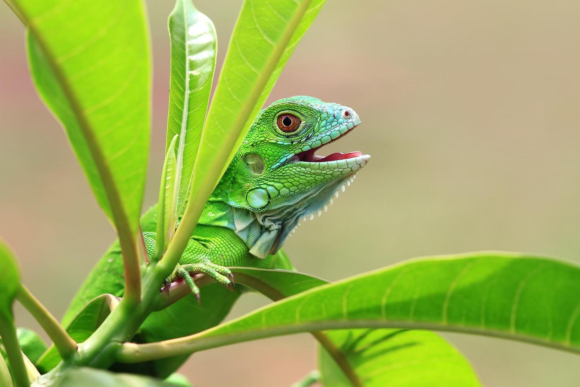 Top Rated - Lake View Arenal Suite - 2025 Traveller Awards Winner Tronadora Екстер'єр фото