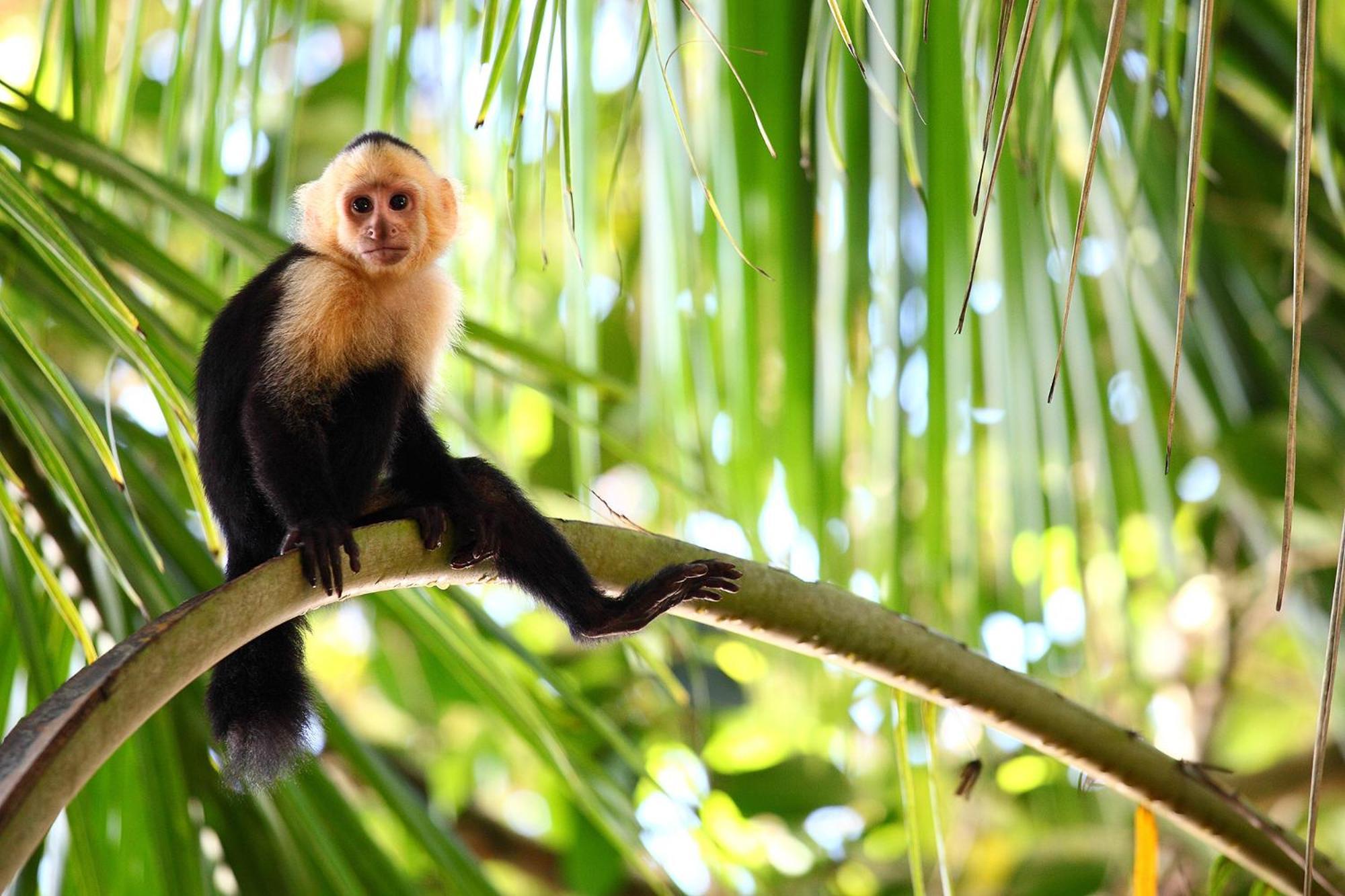 Top Rated - Lake View Arenal Suite - 2025 Traveller Awards Winner Tronadora Екстер'єр фото